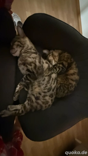 bengal kater abzugeben Bild 6