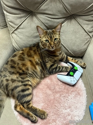 bengal kater abzugeben Bild 7