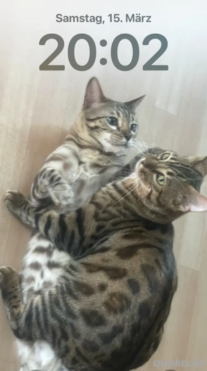 bengal kater abzugeben Bild 8