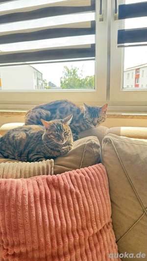 bengal kater abzugeben Bild 9