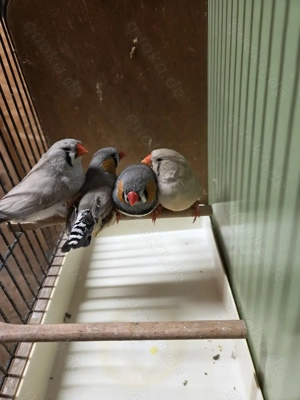 Zebrafinken (Spalt Charcoal)