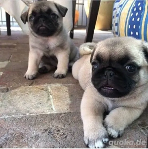 Noch 1 kleiner Retro-Mops 