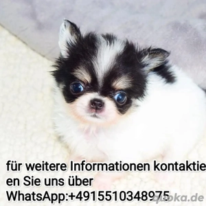 Mini Chihuahua welpen