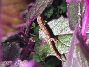 Jungferngecko (Lepidodactylus lugubris)