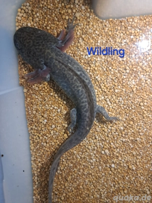 Axolotl Tierversand diverse Färbungen BD frei Weißling Mela Wildling Weißalbino Goldalbino Bild 6