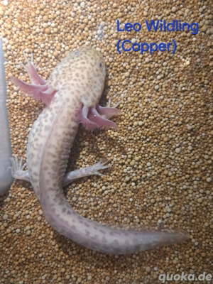 Axolotl Tierversand diverse Färbungen BD frei Weißling Mela Wildling Weißalbino Goldalbino Bild 8