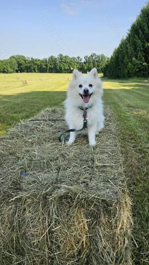 Wunderschöner Mittelspitz Japanspitz  sucht ruhiges, liebevolles Zuhause