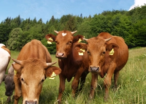 Tiere eine Stimme geben Bild 2