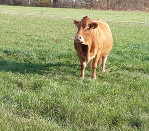 Tiere eine Stimme geben Bild 4