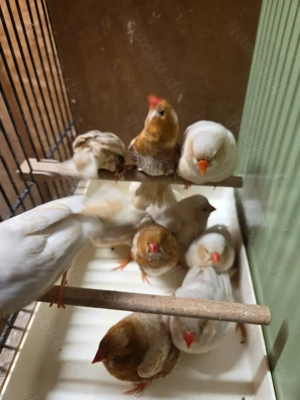 Zebrafinken   Isabell-Phaeo