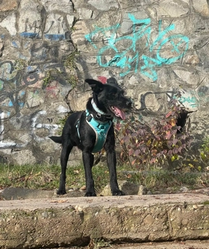 Verschmuster Korn sucht liebe Familie