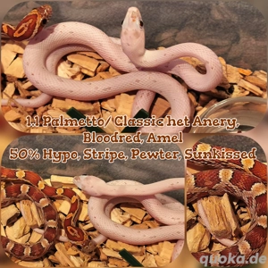 1.1 Palmetto & Het Palmetto   het Anery, Bloodred, Amel 50% Hypo, Stripe, Pewter, Sunkissed 