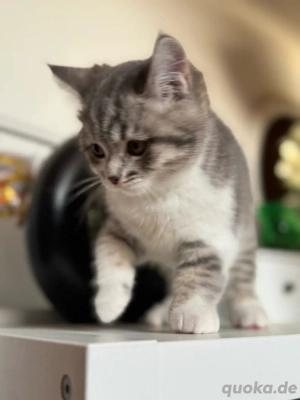 sehr schöne BKH kitten zu verkaufen