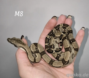 boa constrictor longicauda "high yellow" nz25 und proven breeder Paar nz17