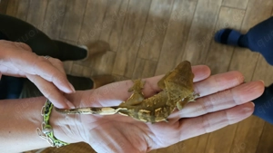 Exotische Schönheiten suchen ein neues zu Hause