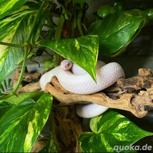 Kornatter Blizzard Dringend Abzugeben 