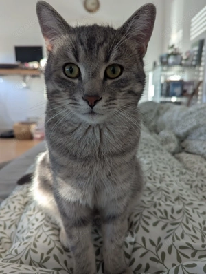 Liebevolles Zuhause mit Freigang für unseren Maxim gesucht