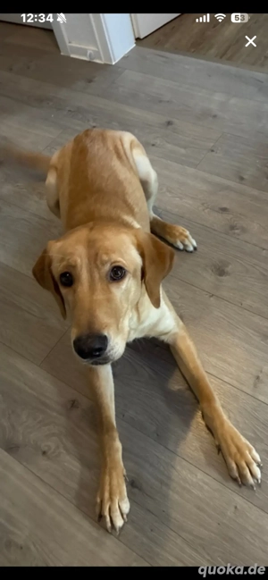 labrador Golden Retriever