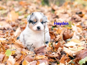 Wunderschöne Australian Shepherd Welpen