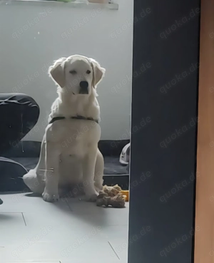 Wundervoller Golden Retriever sucht seinen Herzensmensch Familie