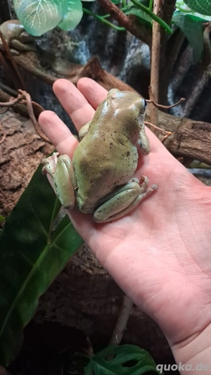1.1 korallenfinger honey blue eye litoria caerulea