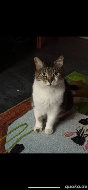 Ich verschenke meine Katze