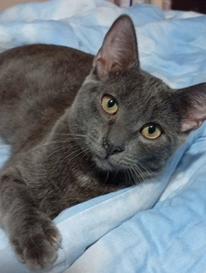 Platz für eine Samtpfote? Wir suchen Pflegestellen, die Katzen eine Chance geben wollen. Bild 6