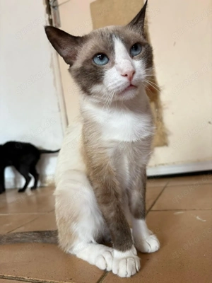 Platz für eine Samtpfote? Wir suchen Pflegestellen, die Katzen eine Chance geben wollen. Bild 2