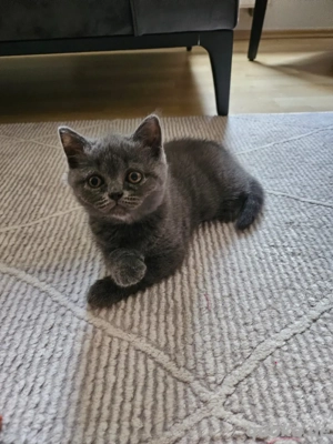 3 süße weibliche BHK-Kitten