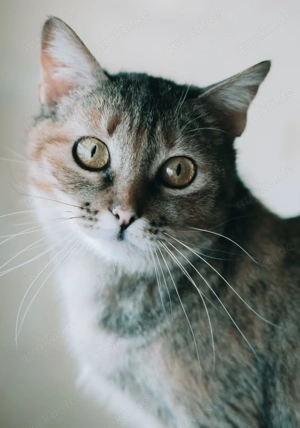 Platz für eine Samtpfote? Wir suchen Pflegestellen, die Katzen eine Chance geben wollen. Bild 4