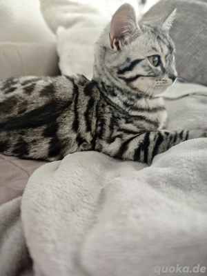 Sehr zutrauliches junges Kätzchen Bengal BKH