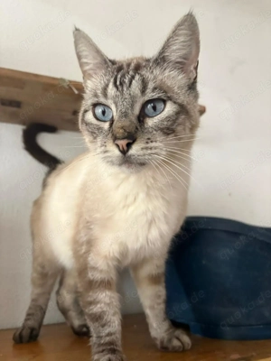 Platz für eine Samtpfote? Wir suchen Pflegestellen, die Katzen eine Chance geben wollen.