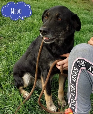 Medo, lieber Labrador Mix braucht endlich ein Zuhause