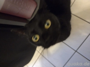 Katze zu Verschenken 