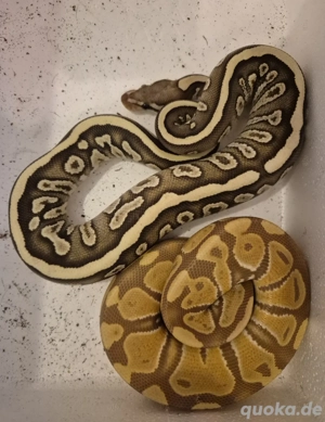 2 Königspython Weibchen 