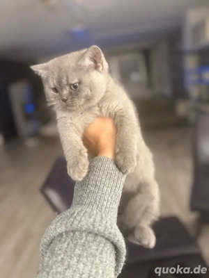 bkh kitten suchen ein liebevolles zuhause 