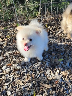 Sechs gesunde mini Pomeranian-Welpen. 