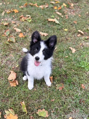 Bordier Collie  Bild 4