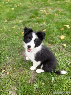 Bordier Collie  Bild 2