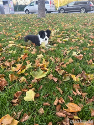 Bordier Collie  Bild 5