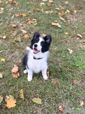 Bordier Collie  Bild 3