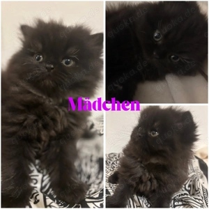 Reinrassige Perser Kitten 