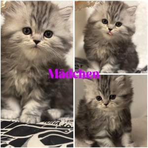 Reinrassige Perser Kitten 
