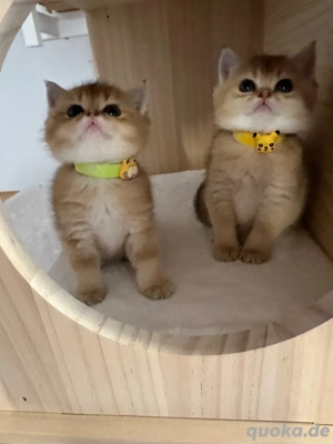 reinrassige BKH golden shell Kitten