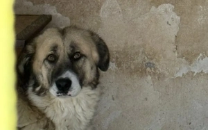 Swantje   eine sanfte Hüterin			