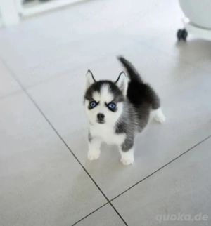 Wunderschöne F1 Pomsky-Welpen abzugeben