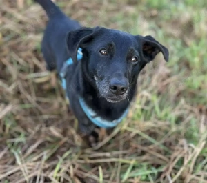 Tyson - umgänglicher kleiner Alltagsbegleiter 