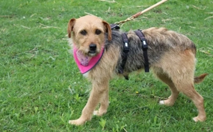 Finchen wartet geldudig auf ihren Neuanfang!			