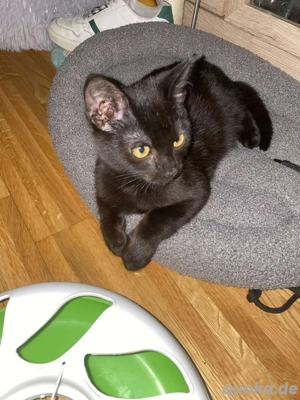 kater zu verkaufen 