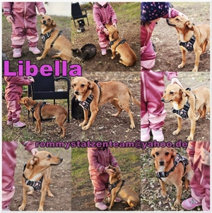   Dringend Zuhause gesucht, als Familienhund, gerne zu Kindern.   Libella ist noch in Ungarn 